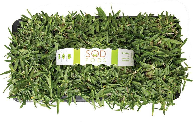 SodPods® St. Augustine CitraBlue Grass Plugs