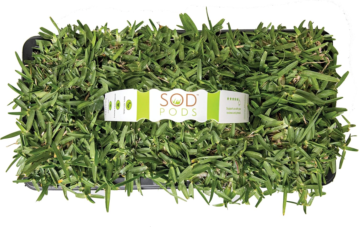 SodPods® St. Augustine CitraBlue Grass Plugs